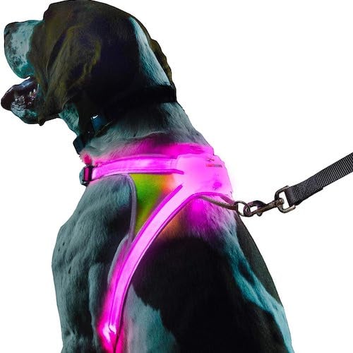 Best led dog leash hotsell